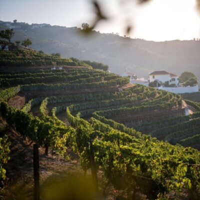 Quinta da Côrte | Douro Valley